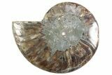 Cut & Polished Ammonite Fossil (Half) - Madagascar #364898-1